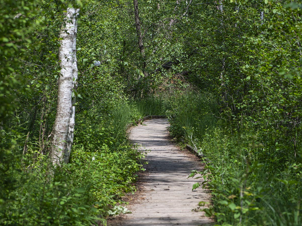 Holzbohlenweg